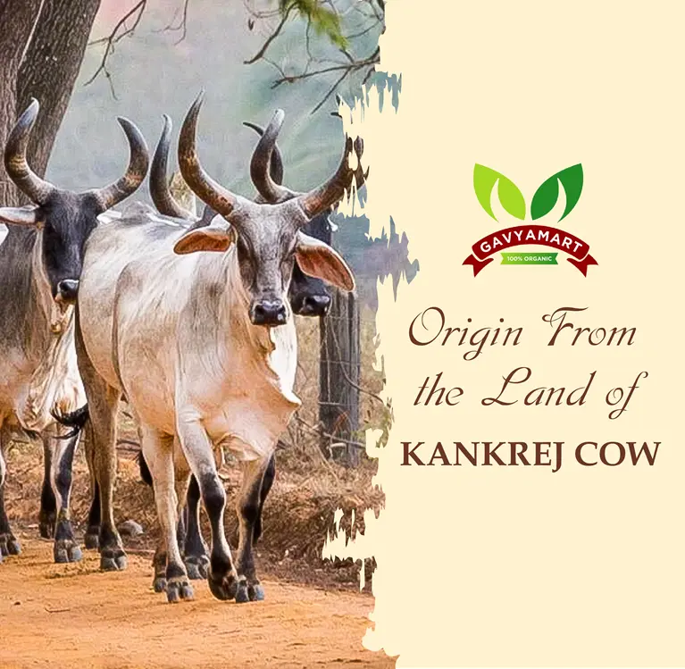 Kankrej Cow | Indian Cow Breed |Gaushala Prodcuts